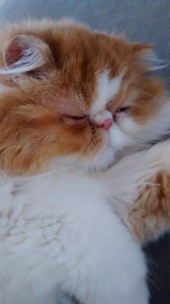 sleeping Persian Cat