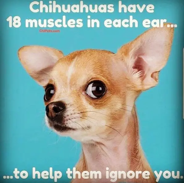 photo of a listening Chihuahua with a text 