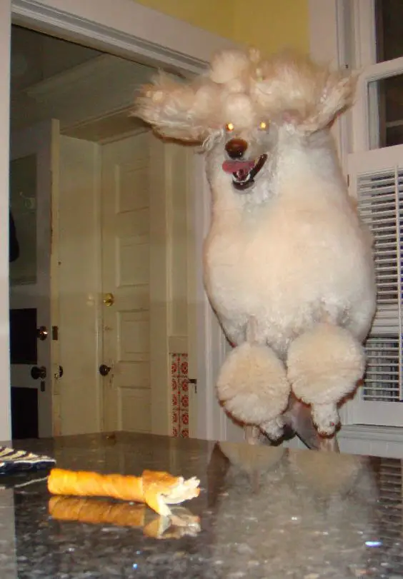 Poodle jumping behind the counter top with a food in it