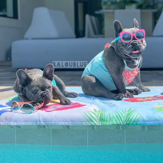 two French Bulldog by the pool wearing their swimsuits while sun bathing