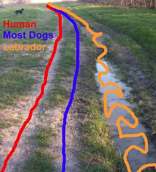 photo of a pathway with straight calm lines for humans and most dogs but for the labrador is curvy lines on the water and straight on the dry ground