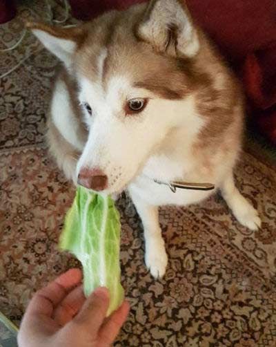 A Husky sitting on the carpet while eating a vegetable being held by a person