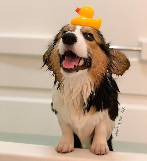 Corgii wet in the bathtub with a squishy duck toy on top of its head