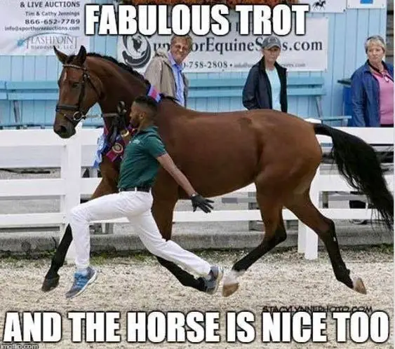 Funny Horse Meme with a running brown horse and a man running fabulously and text 