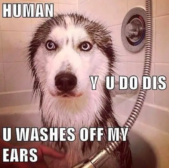 photo of a wet Husky in the bathtub and with text- Human, Y u do dis, u washes off my ears