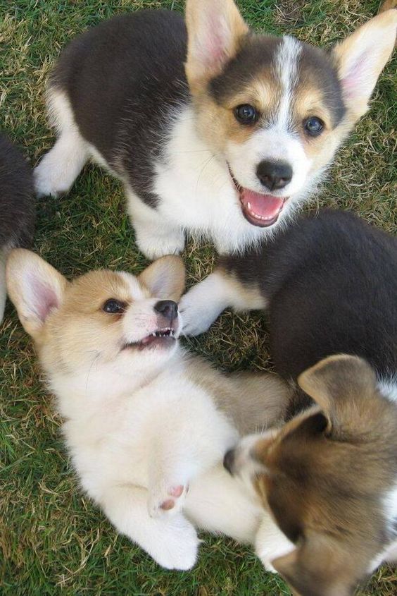 Corgi puppies playing in the yard