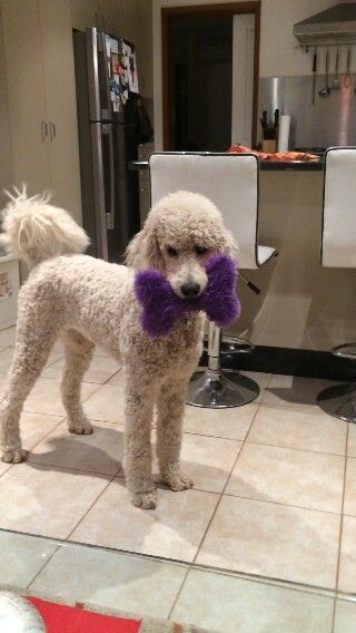 A poodle with a bone stuffed toy while standing on the floor