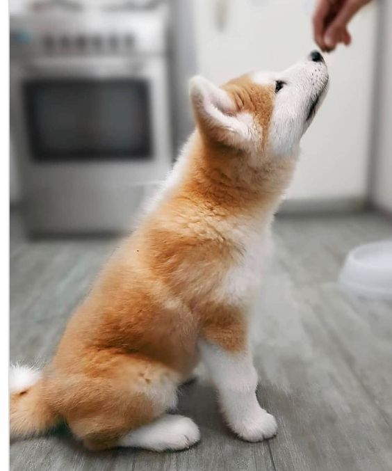 An Akita Inu puppy sitting on the floor while smelling the treat from the hand of the person