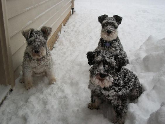 three Schnauzer sitting in snow with snow all over their face and body