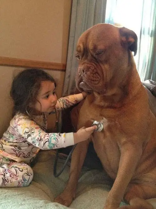 A young girl listening to the heart of a boxer dog sitting on front of her using a stethoscope 