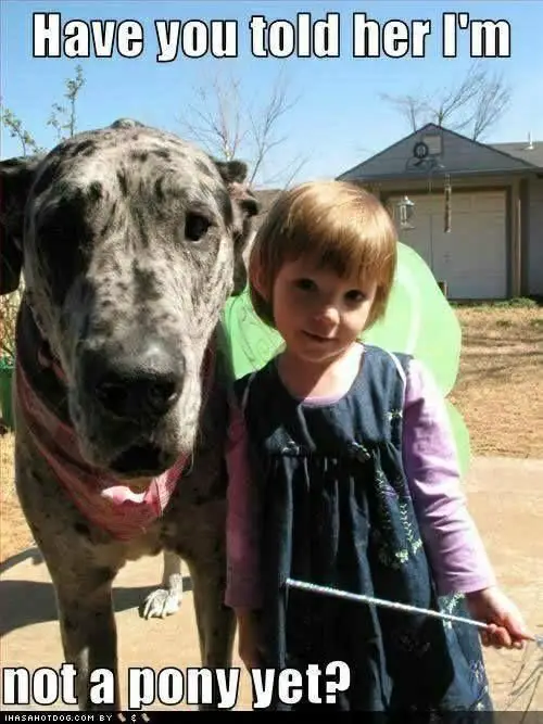 Great Dane picture beside a kid with a text 