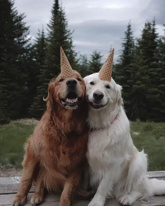 two Golden Retrievers sitting on the wooden bench with a cone on top of their heads while smiling and leaning next to each other