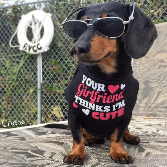 Dachshund wearing sunglasses and a shirt that reads 