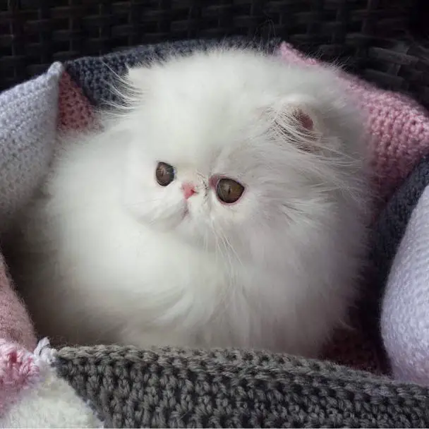 white Persian Cat inside its bed