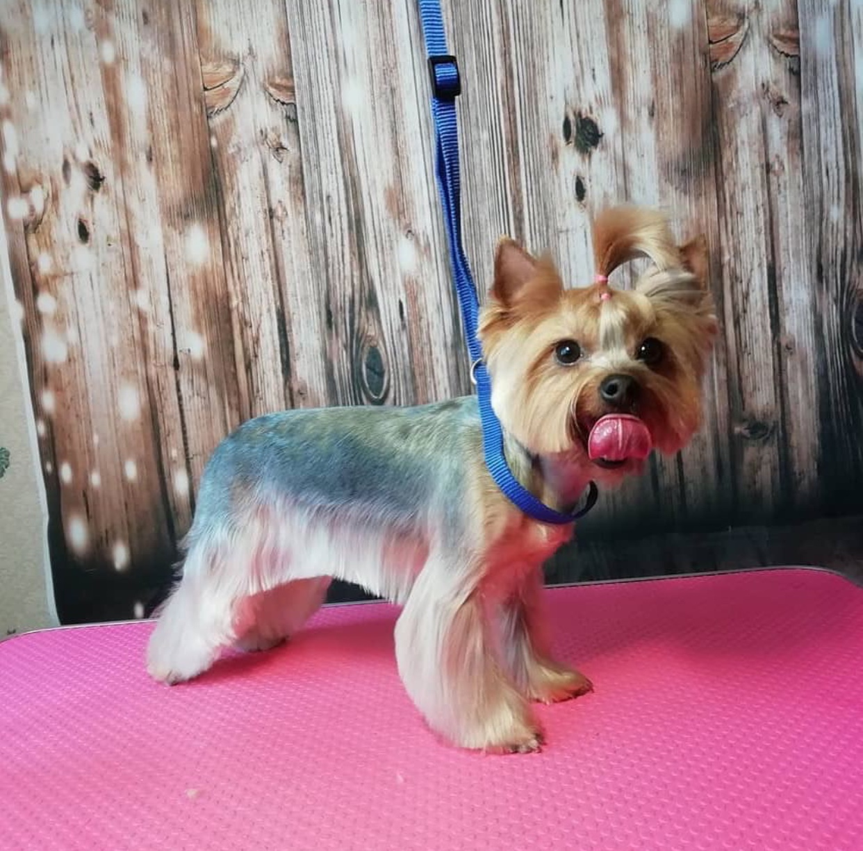 A Yorkshire Terrier in stylish haircut while standing on the grooming table