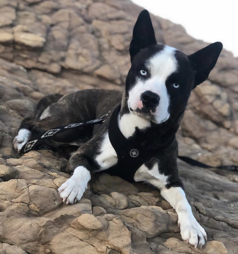 A Boston Husky lying on the rocks