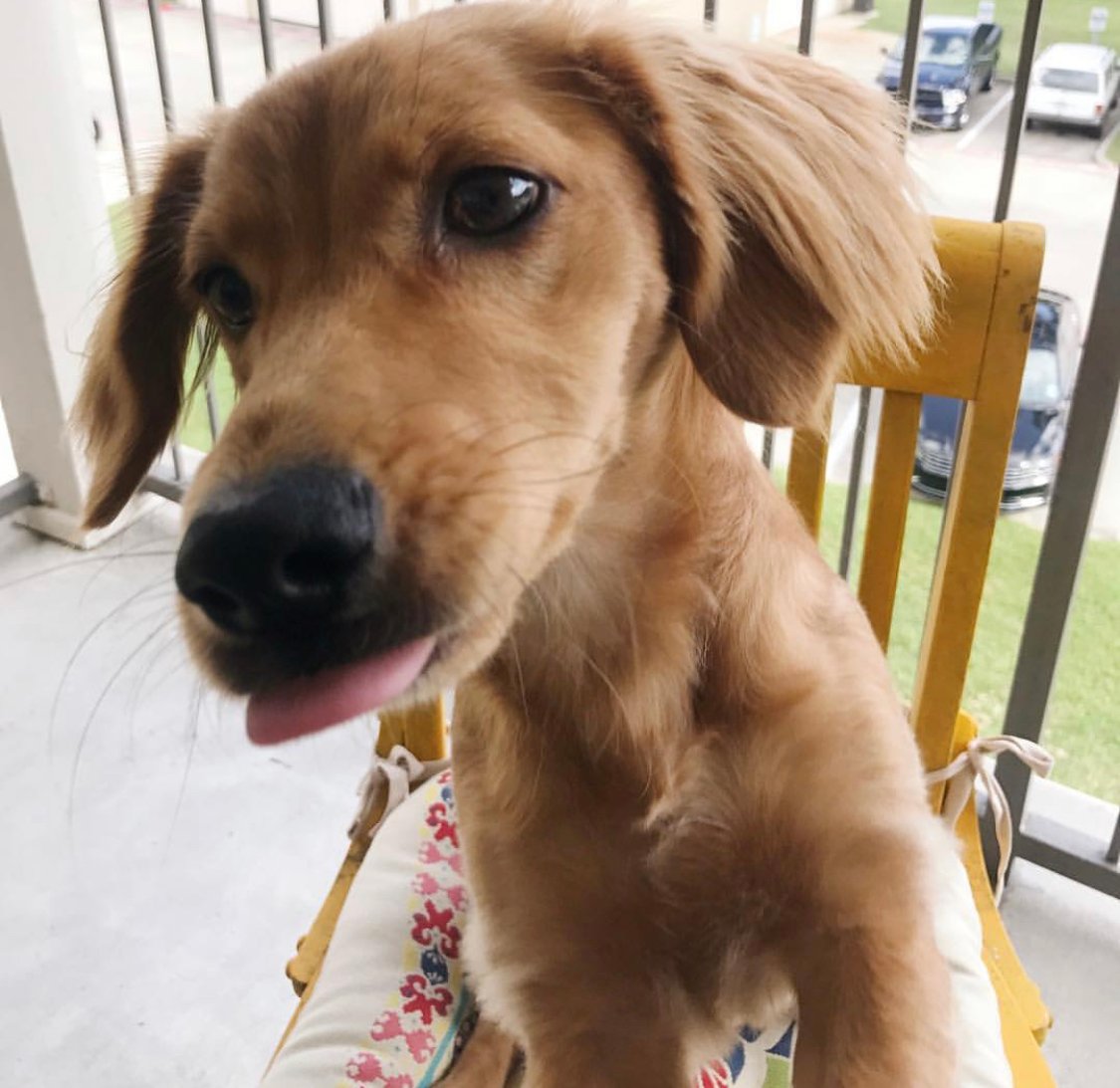 A Dachriever sitting on the chair