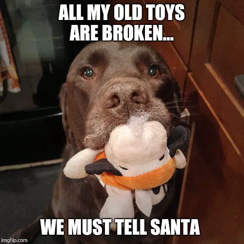 A chocolate Labrador sitting on the floor with a stuffed toy in its mouth and with text - All my old toys are broken... we must tell santa