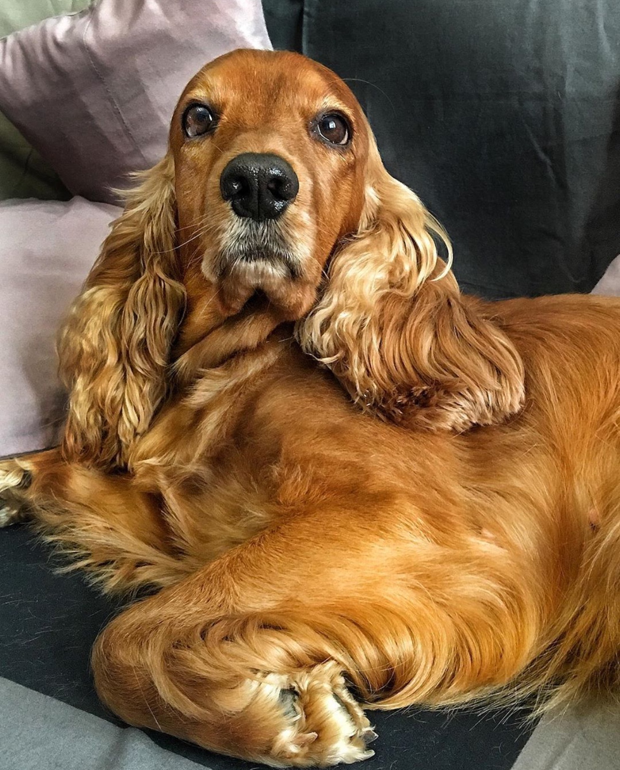 A Cocker Spaniel lying on the couch
