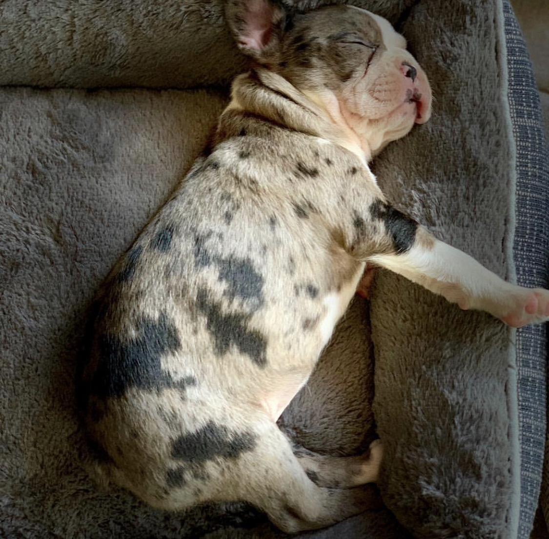 A Frenchton puppy sleeping soundly on its bed