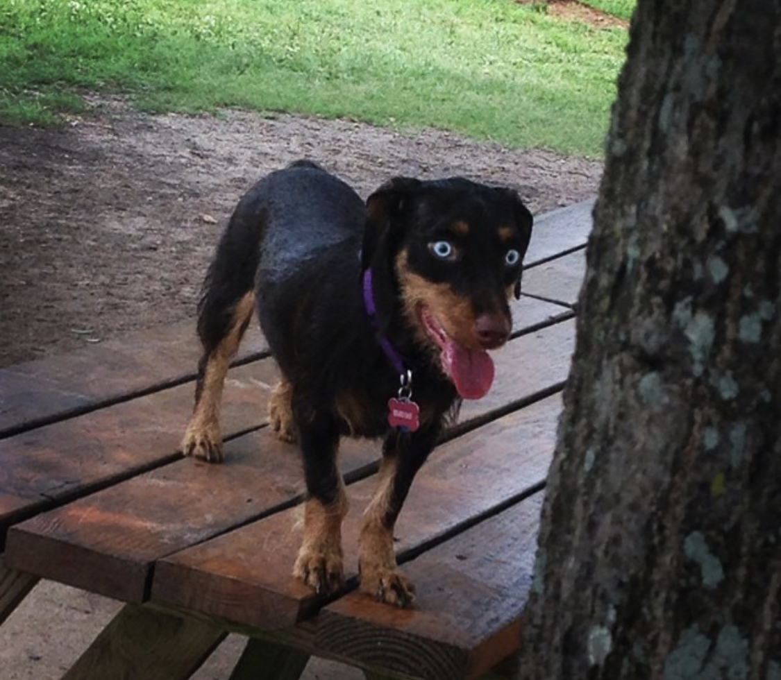 A Dachsky standing on the wooden bench with its tongue out