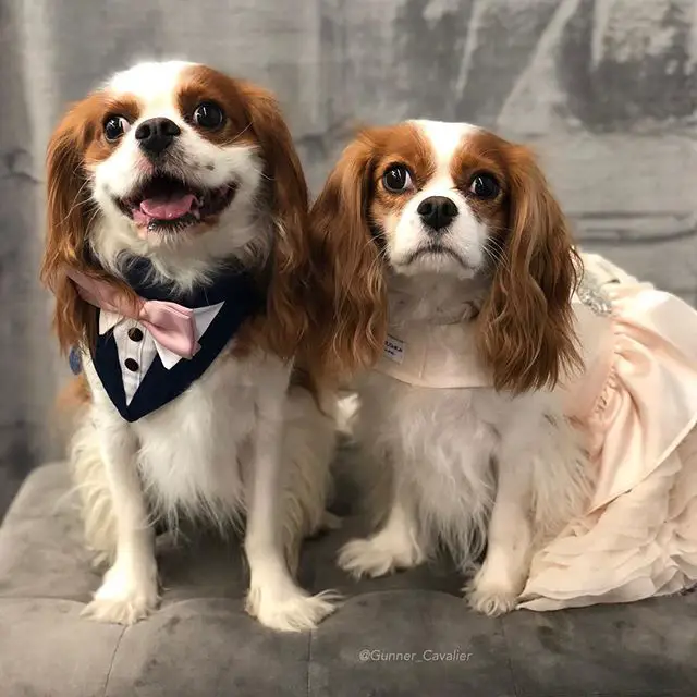 two Cavalier King Charles Spaniels wearing suit and a dress sitting on the chair next to each other