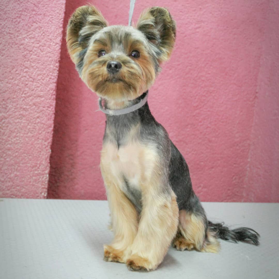 Yorkshire Terrier in teddy bear cut sitting on top of the grooming table