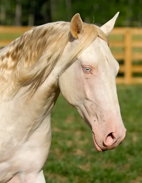  Albino horse