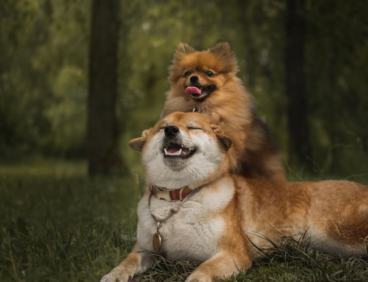 Shiba Inu lying on the grass in the forest with a Pomeranian standing up leaning behind him