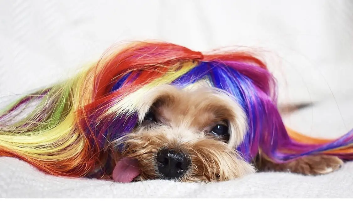 Yorkshire Terrier lying down on the bed wearing a colorful long hair