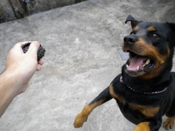 A Rottweiler standing up looking at the thing in the hand of a person in front of him
