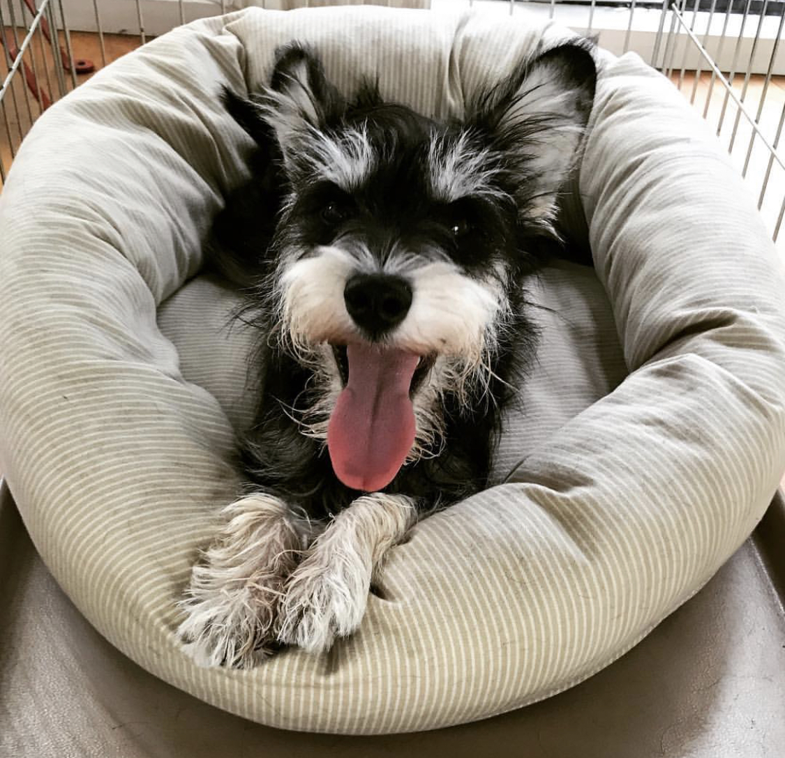 A Yorknauzer lying on its bed with its tongue out