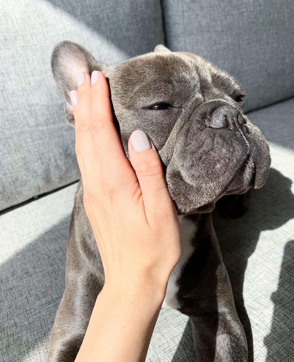 A French Bulldog sitting on the couch while its cheek is being touched by a woman