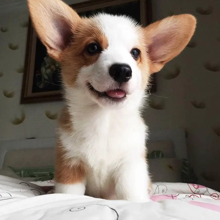 Corgi puppy on top of the bed