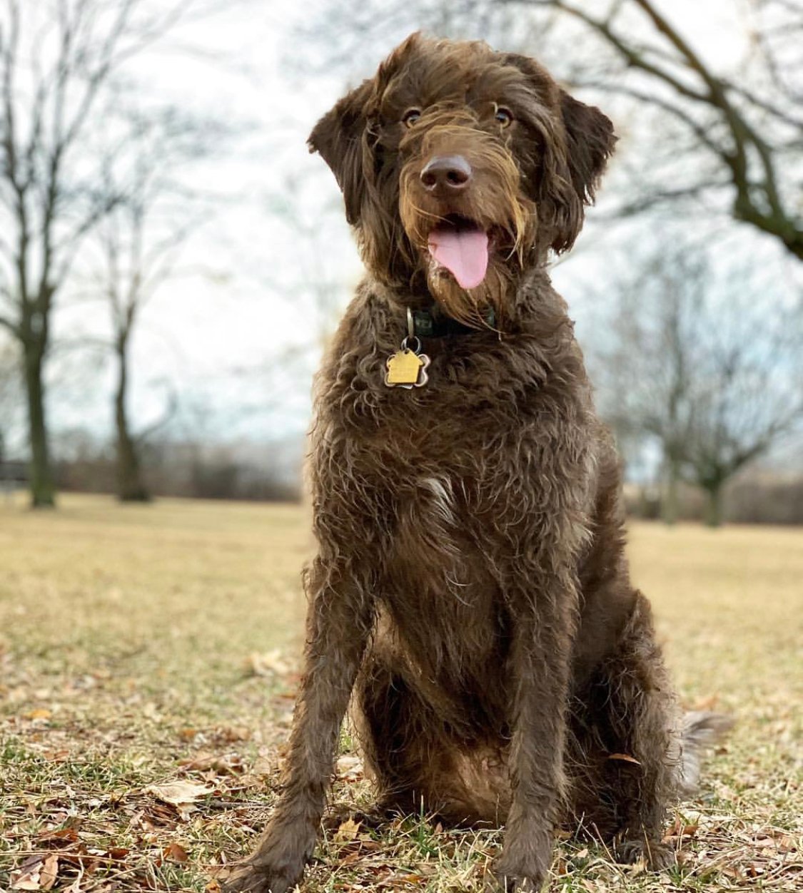 A brown Labranauzer sitting at the park with its tongue out