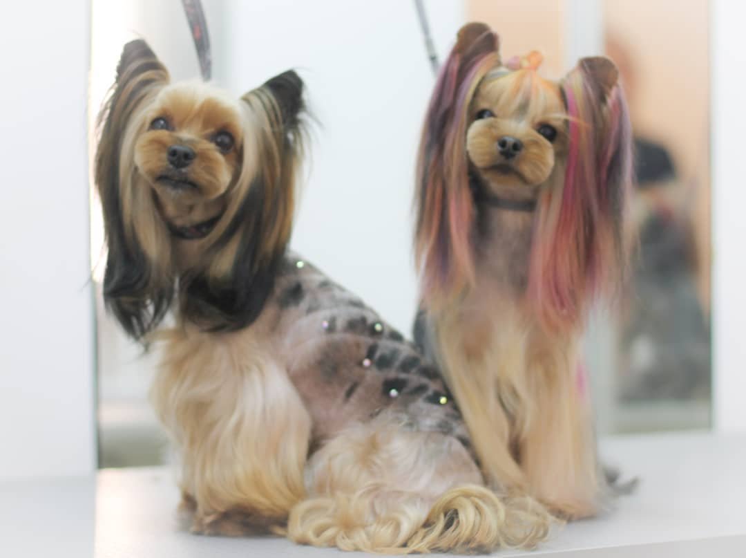 two Yorkshire Terriers with long hair on their ears and legs