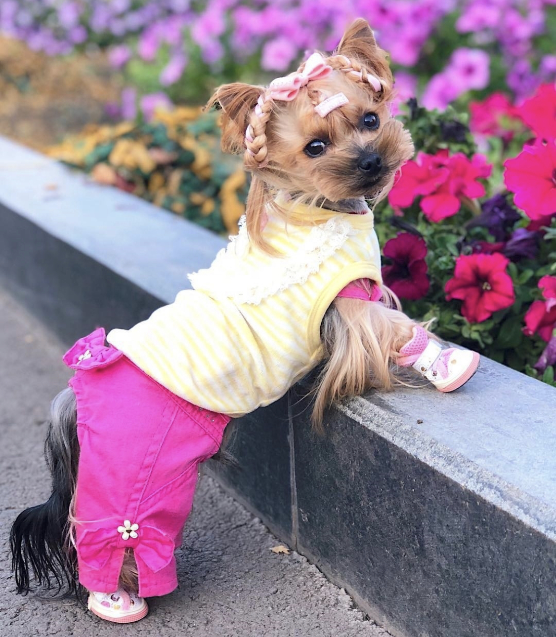 Yorkshire Terrier in cute summer outfit standing along the edge of the raised flower garden