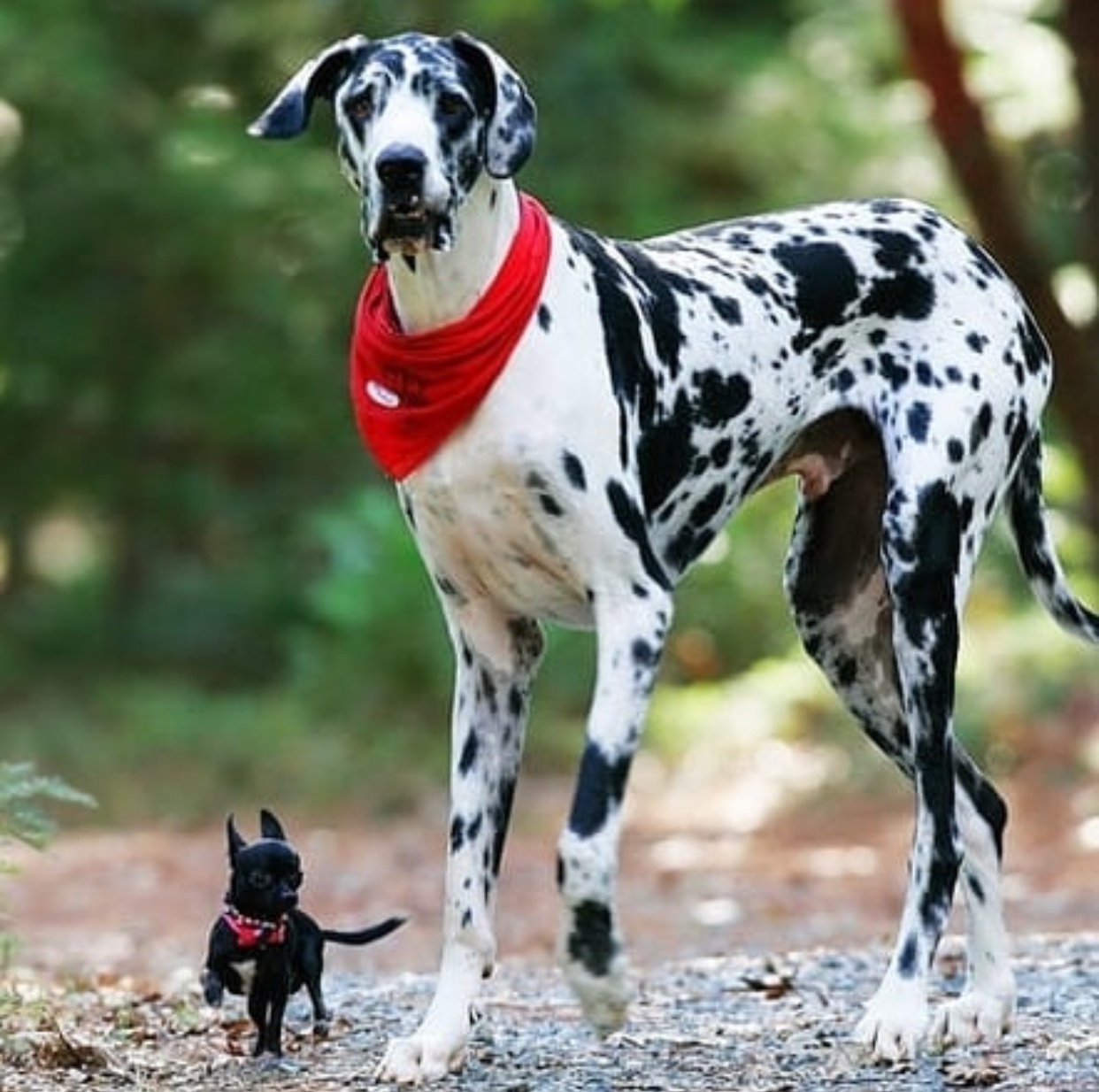 A Great Dane walking in the forest next to black chihuahua