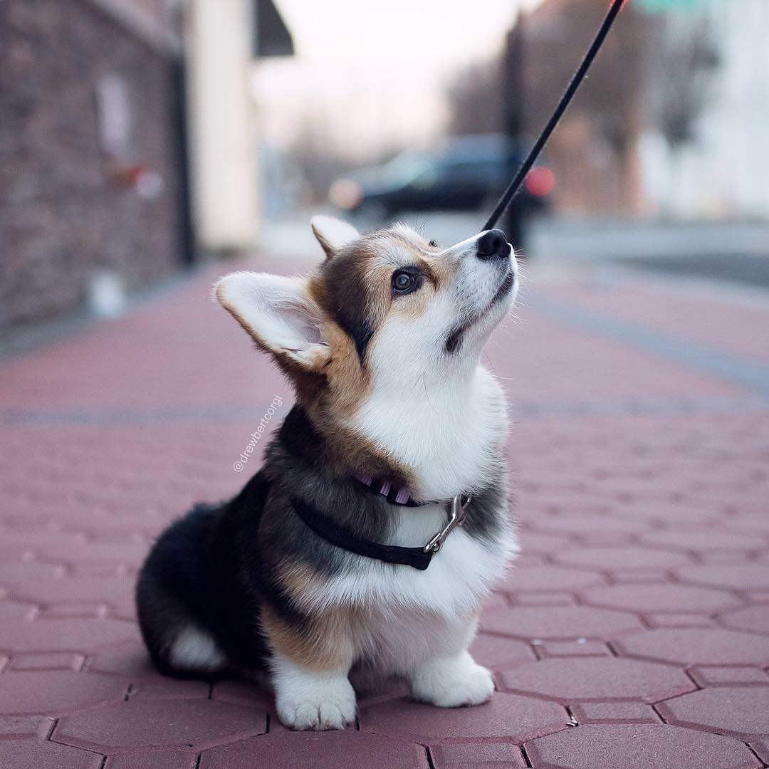 Corgi puppy sitting on the pavement while looking up