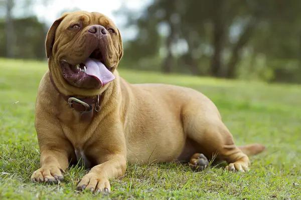 A Bordeaux Mastiff lying on the grass at the park while smiling with its tongue out