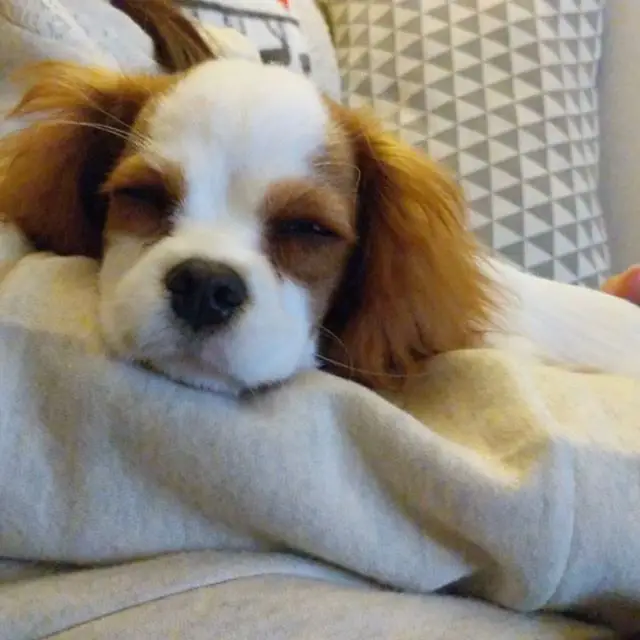 Cavalier King Charles Spaniel puppy lying  in a woman's lap with its head resting in her arms