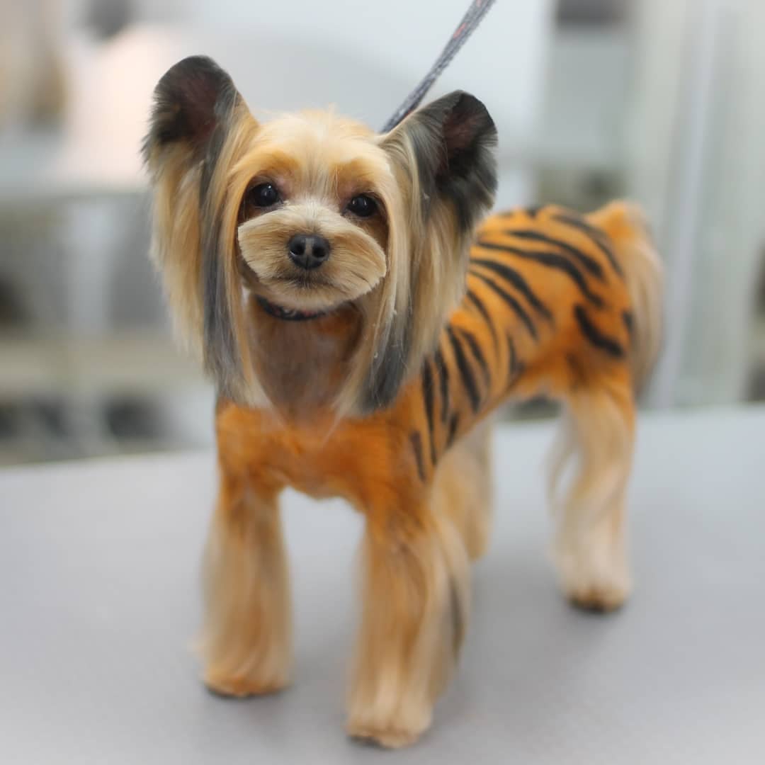 Yorkshire Terrier with long straight hair on its ears and closely shaved body with zebra design on its back while its legs and tails are cut in medium length