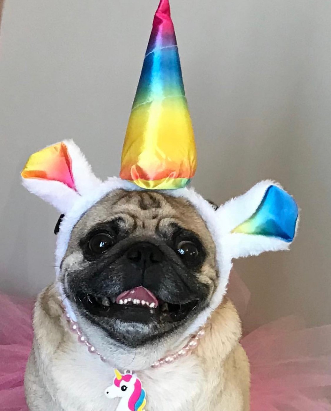 Pug wearing a unicorn head piece while smiling