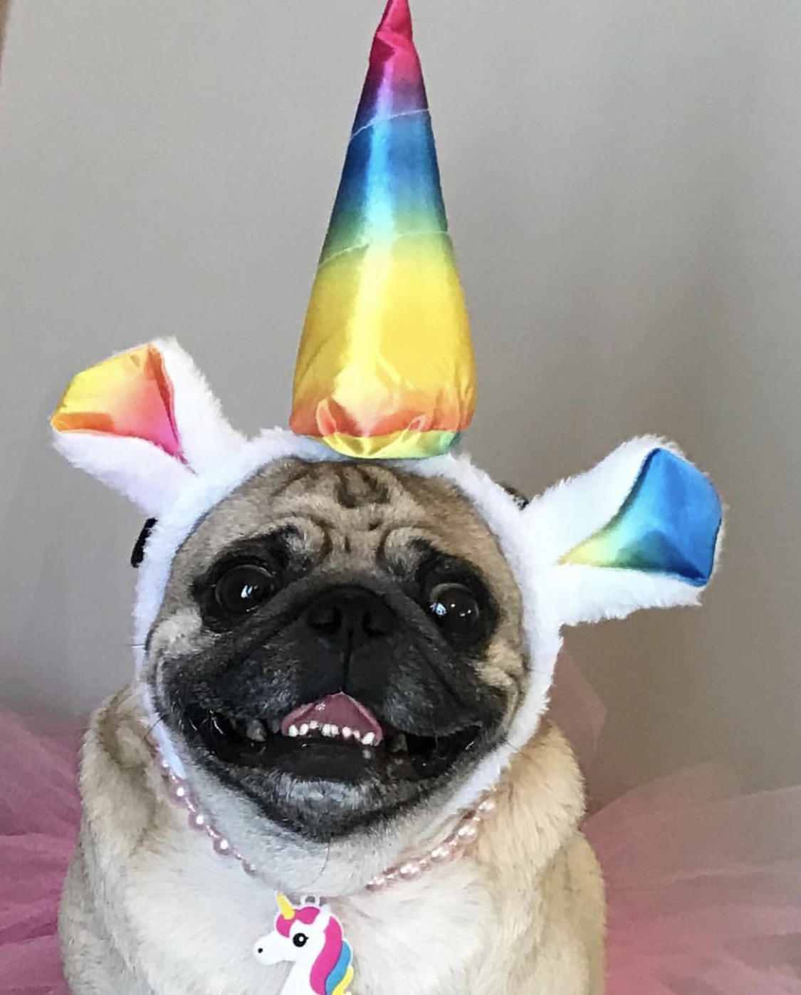 Pug wearing a unicorn head piece while smiling