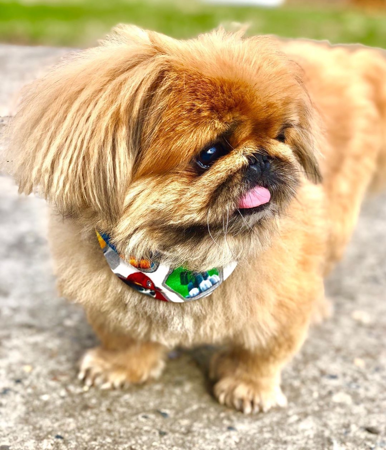 A Pekingese standing on the pavement while looking sideways