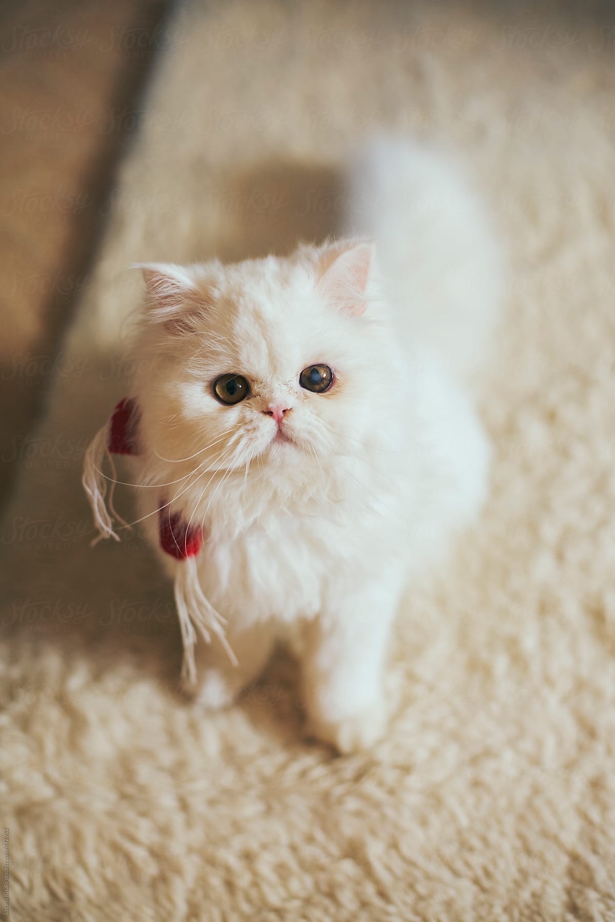 A Persian Cat sitting on the floor