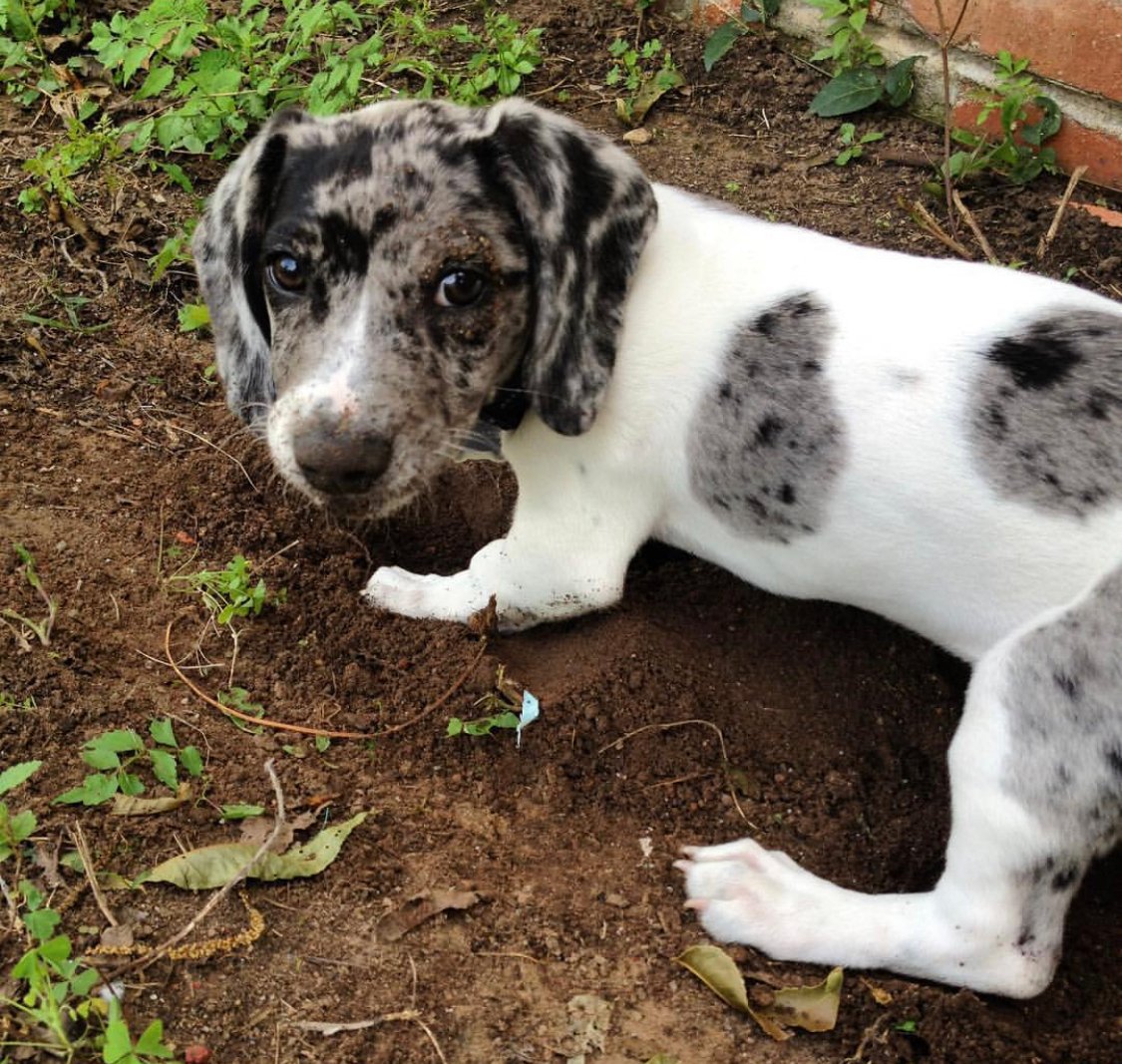 A Dachmatian digging a hole in the garden