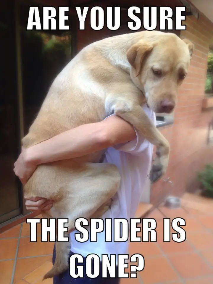 photo of a man carrying an adult Labrador and with text - Are you sure the spider is gone?