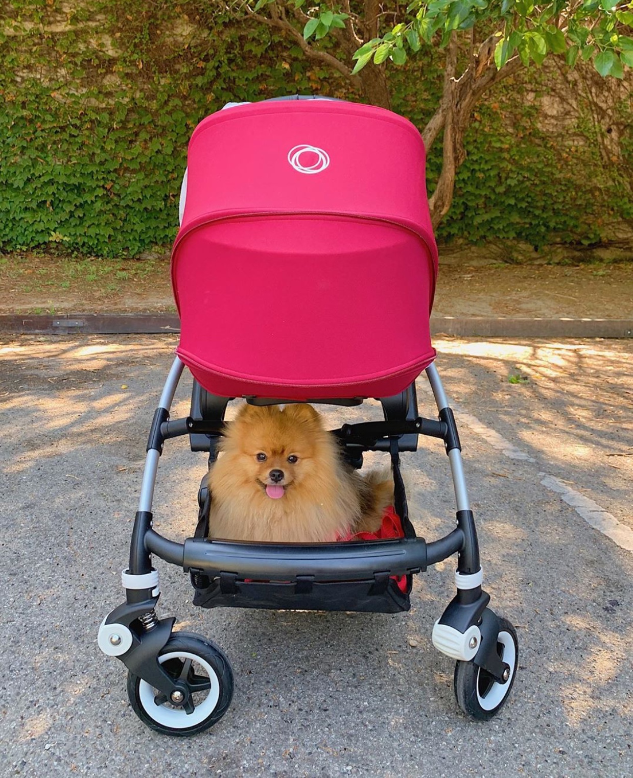 Pomeranian below a baby stroller outdoors
