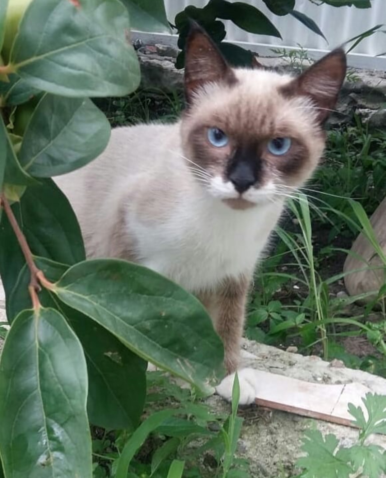 Siamese Cat walking in the garden